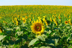 Sunflowers