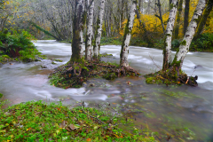 Around the Alders