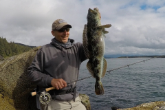 Big Fly Caught Lingcod