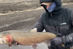 Big Pyramid Lake Cutthroat