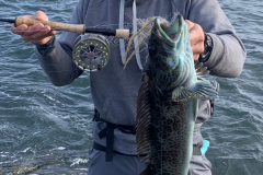 Blue Lingcod