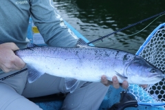 Chrome Bow
