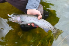Lahontan Cutthroat Trout on the Leech