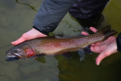 Lahontan Cutthroat Trout