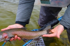 Lahontan Cutthroat Trout