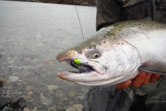 Chinook on the Clouser