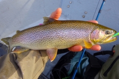 Bonus Sea-Run Cutthroat Trout