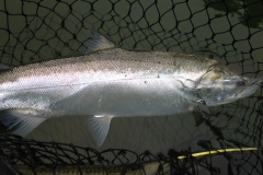 Mint Coho Salmon