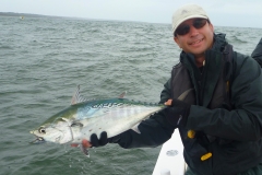 Beauty False Albacore