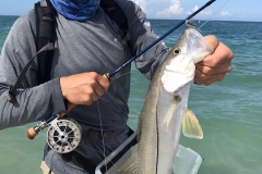 Beach Snook