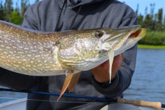 Pike on the Dalhberg Diver