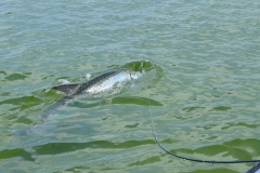 Rolling Tarpon