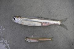 Anchovies
