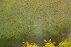 Holding Bull Trout