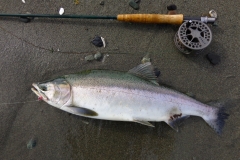 Beach Pink Salmon