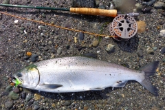 Coho Salmon