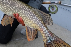 On the Fly