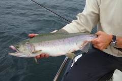 Pinks love Pink Clousers