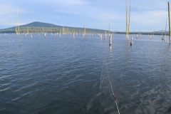 Chironomids under the Indicator