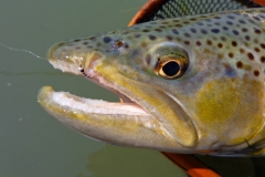 On the Chironomid