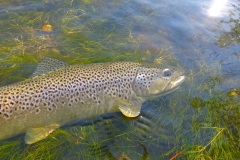 Beauty Brown