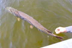The Release