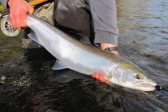 Chrome Steelhead on the Beadstie Boy