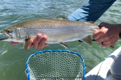 Tiger Trout